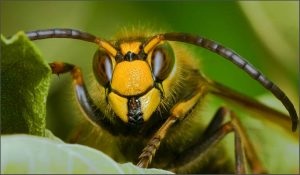 O lovitură de albine sau o viespi umflături și roșeață ce să facă