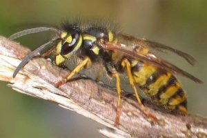 O lovitură de albine sau o viespi umflături și roșeață ce să facă