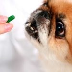 védőoltás a kutyák