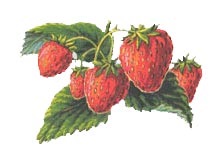 Venta, catalog de soiuri de căpșuni