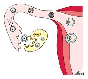 Allocation az ovuláció alatt - Egészség és életmód a nők
