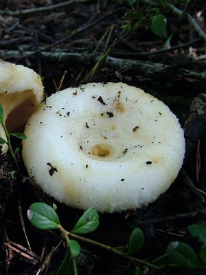 Tipuri de ciuperci (real, piper și albastru) fotografie, proprietăți utile, utilizarea de ciuperci în gătit