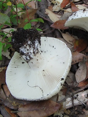Tipuri de ciuperci (real, piper și albastru) fotografie, proprietăți utile, utilizarea de ciuperci în gătit