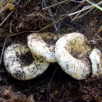 Tejféleség gombák (valós, bors és kékes) fotó, hasznos tulajdonságok, használata gombát főzés