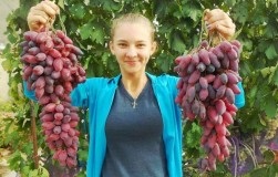 Cultivarea pepeni verzi în Kuban