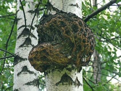 Cultivarea chaga, metropola și satul