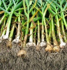 Cultivarea usturoiului - sfaturi pentru plantare