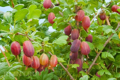 Cultivarea și îngrijirea de agrișă