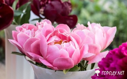 növekvő peonies