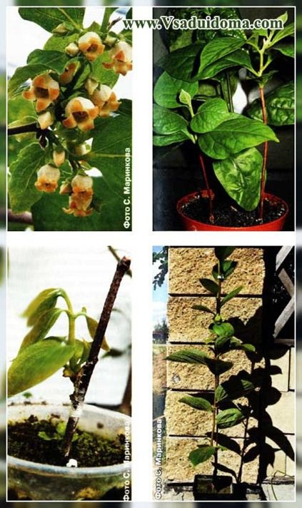Datolyaszilva termesztés otthon, a helyszínen a kertben, ház és a szobanövények