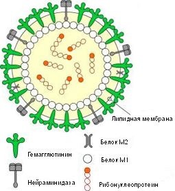 influenzavírus - szerkezete, tulajdonságai, a sertések és a madárinfluenza - a veszélyes