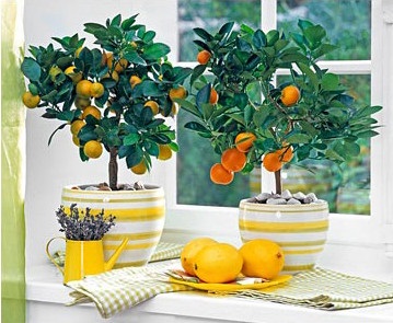 Ați plantat o lămâie sau o portocală dintr-o sămânță, ca rezultat, o portocală