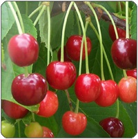 Cherry - taie dreapta!