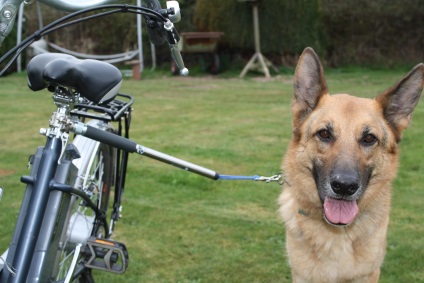 Tu, o bicicletă și un câine sunt 6 secrete ale unei plimbări plăcute și utile