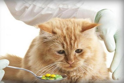 Proprietarii de pisici care au încercat să ofere o pisică o pastilă