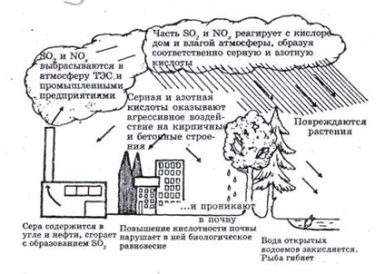 Influența ionilor de plumb asupra solului și a plantelor - ecologie