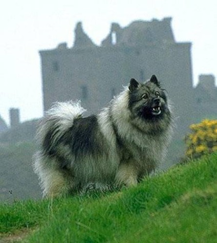 Wolf Spitz (Keeshond)