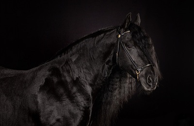 Fekete ló, amely egy színes, árnyalatok és jellemzői ruha