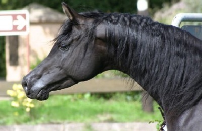 Fekete ló, amely egy színes, árnyalatok és jellemzői ruha