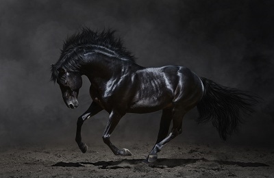 Calul unui cal este ce culoare, nuanțe și caracteristici ale unui costum