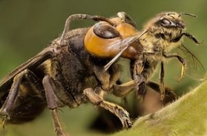 Mindent a méhek és méhészeti kezdőknek területén ápolási és gondozási