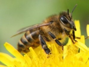 Mindent a méhek és méhészeti kezdőknek területén ápolási és gondozási