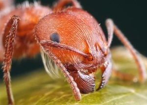 Mindent a méhek és méhészeti kezdőknek területén ápolási és gondozási