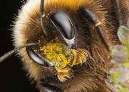 Totul despre albine și apicultură pentru începători în domeniul hrănirii și îngrijirii