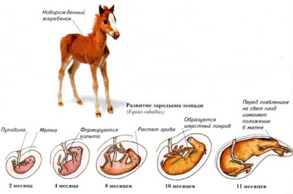 Introducere, conceptul de ontogenie, perioada de pre-producție a ontogeniei, reproductive și