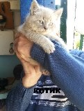 Împerecherea pisicilor și a pisicilor în anunțurile gratuite din Crimeea