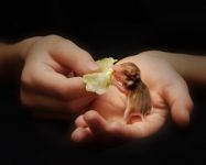 Hamsterii care transportă hamsteri, celule de transport, cutii, cum să transporte un hamster, dimensiunea unei cuști,