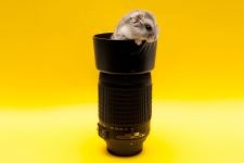 Hamsterii care transportă hamsteri, celule de transport, cutii, cum să transporte un hamster, dimensiunea unei cuști,