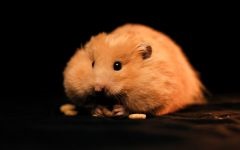 Hamsterii care transportă hamsteri, celule de transport, cutii, cum să transporte un hamster, dimensiunea unei cuști,