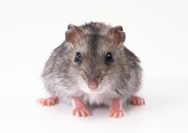 Hamsterii care transportă hamsteri, celule de transport, cutii, cum să transporte un hamster, dimensiunea unei cuști,