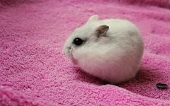 Hamsterii care transportă hamsteri, celule de transport, cutii, cum să transporte un hamster, dimensiunea unei cuști,