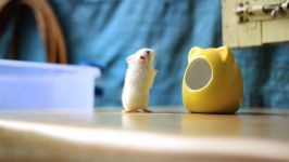 Hamsterii care transportă hamsteri, celule de transport, cutii, cum să transporte un hamster, dimensiunea unei cuști,