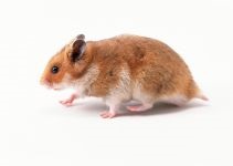 Hamsterii care transportă hamsteri, celule de transport, cutii, cum să transporte un hamster, dimensiunea unei cuști,