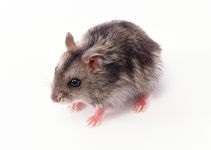 Hamsterii care transportă hamsteri, celule de transport, cutii, cum să transporte un hamster, dimensiunea unei cuști,