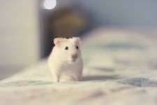 Hamsterii care transportă hamsteri, celule de transport, cutii, cum să transporte un hamster, dimensiunea unei cuști,