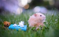 Hamsterii care transportă hamsteri, celule de transport, cutii, cum să transporte un hamster, dimensiunea unei cuști,