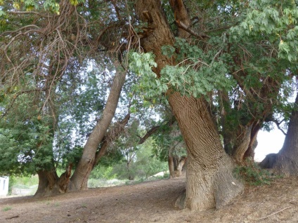 Ashen Grove, Zhetysu