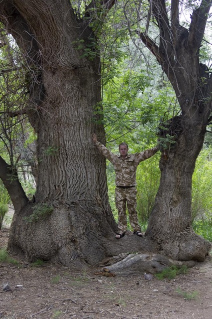 Ashen Grove, Zhetysu