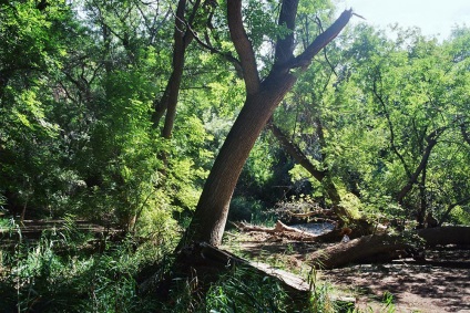 Ashen Grove, Zhetysu