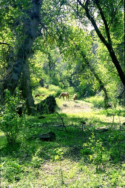 Ashen Grove, Zhetysu