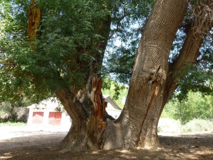 Ashen Grove, Zhetysu