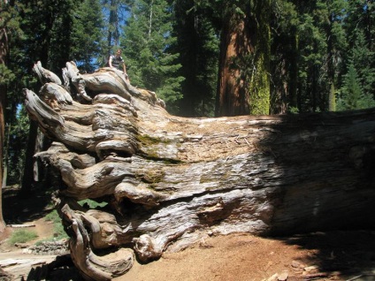 Yosemite National Park cele mai frumoase locuri din parc