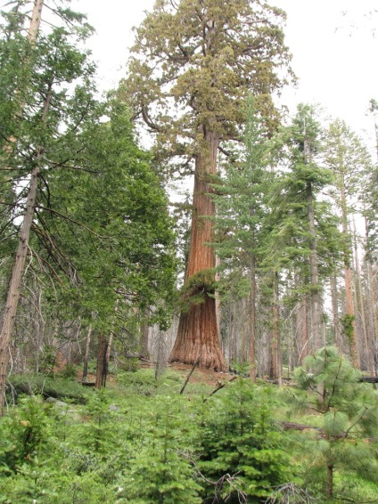 Yosemite national park найкрасивіші місця парку