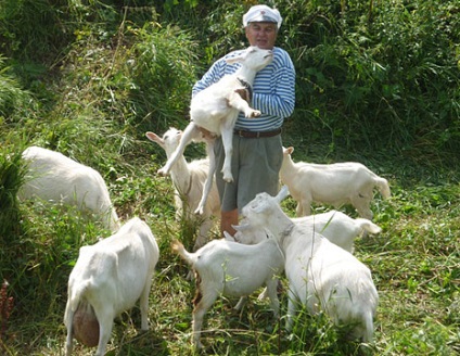 Zaanen capre în Tatarstan