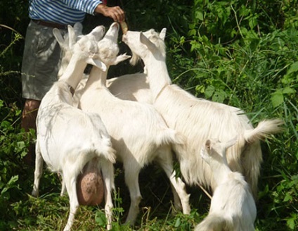 Zaanen capre în Tatarstan