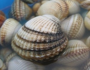 Mysterious shellfish al Mării Negre